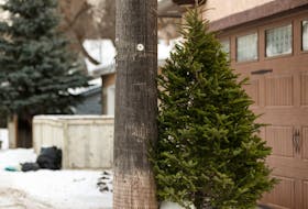 A discarded natural Christmas tree is seen planted in a snowbank in an alley in Edmonton, on Friday, Jan. 3, 2020.
