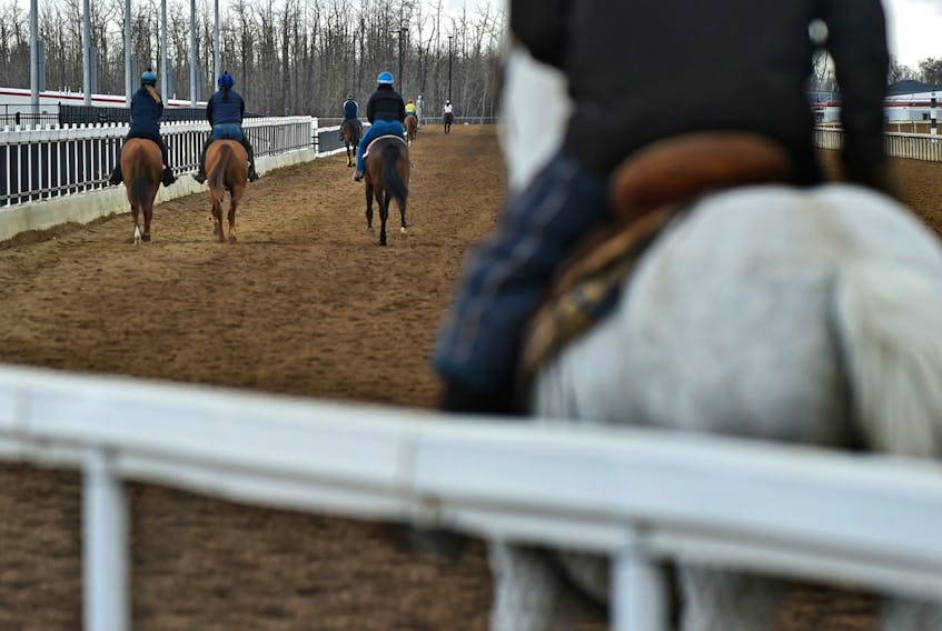 Race horses take to the track for their daily exercise at the Century Mile Racetrack and Casino on April 17, 2020.