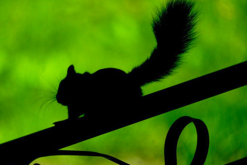 A silhouette of a squirrel on a fence in Edmonton on September 29, 2020.