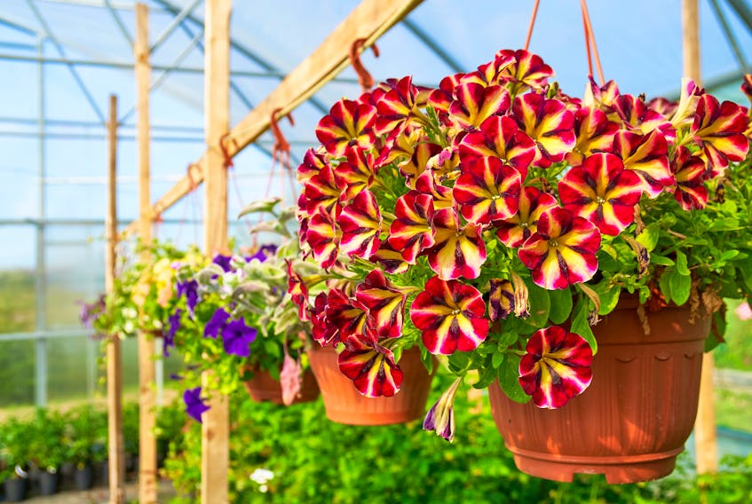 Multicoloured petunia growing in hanging pot