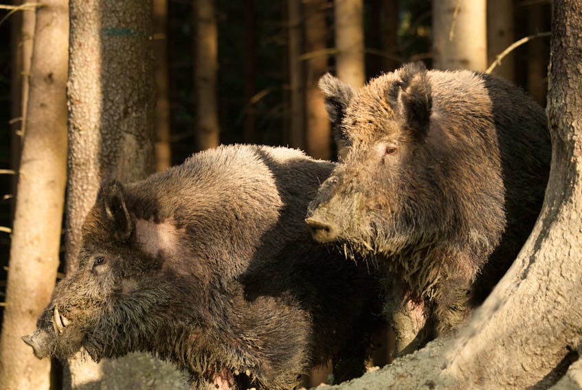 Wild pigs in Canada are descended from imported Eurasian boars.