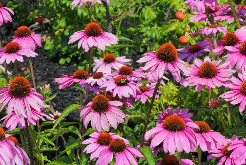 Purple coneflower is a drought-tolerant perennial that thrives in hot summer weather.