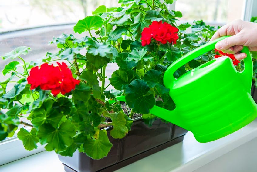 Geraniums can be grown from clippings or overwintered inside but need the right conditions to bloom.
