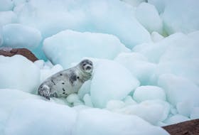 Young harp seal on pack ice and coastal rocks of Newfoundland and Labrador