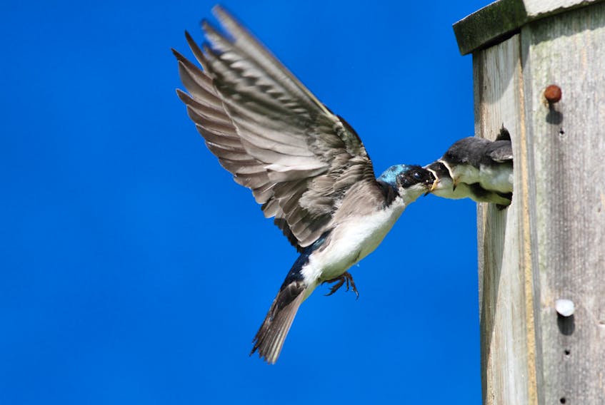 An adult tree swallow feeding hungry babies. - Steve Byland