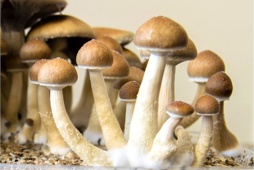 FILE PHOTO: Psychedelic magic mushrooms growing at home.
