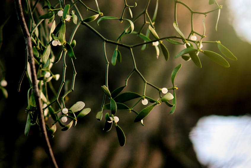 At one time, unmarried girls would steal sprigs of mistletoe from church decorations at Christmas time and hide them under their pillows because they believed it would cause them to dream of their future husbands, writes Vernon Oickle. - 123RF Stock Photo