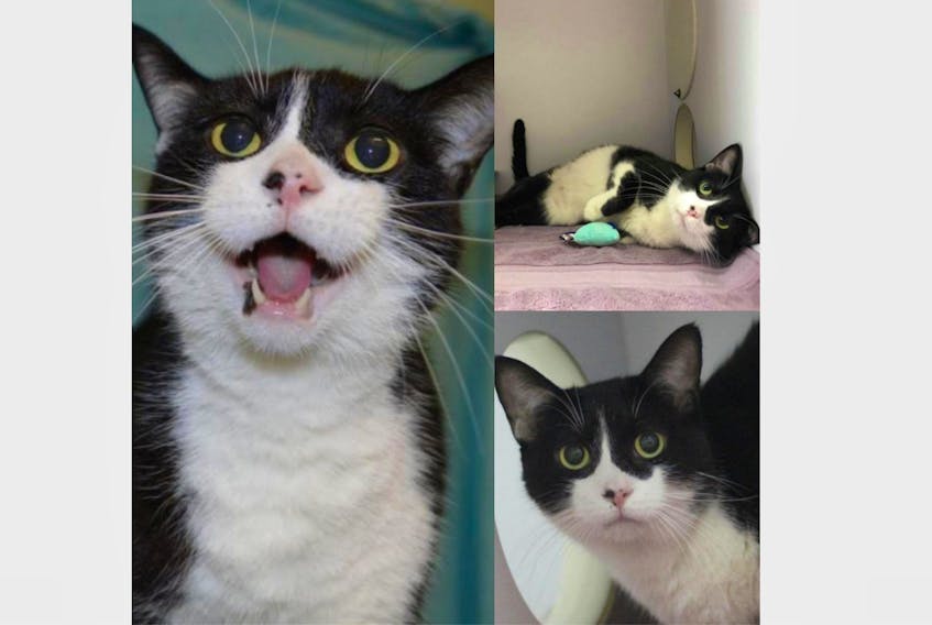 Mr. Poppers is still waiting, as of April 30, for a forever family to set up plans to adopt him through the Colchester SPCA. Once the pandemic has passed an official adoption could take place, but the SPCA encourages people to inquire about this precious feline now.
