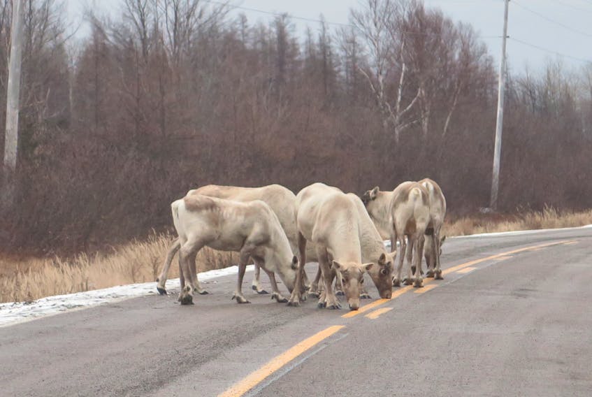 Caribou stop to lick salt on the highway near Buchans on Nov. 29. - Pauline Dean/Special to The Advertiser