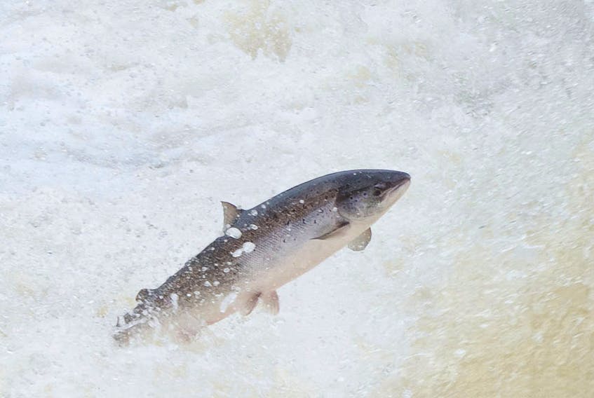 An Atlantic salmon fights the water at Big Falls on the Humber River. — Photo by Thomas Moffatt/Atlantic Salmon Federation