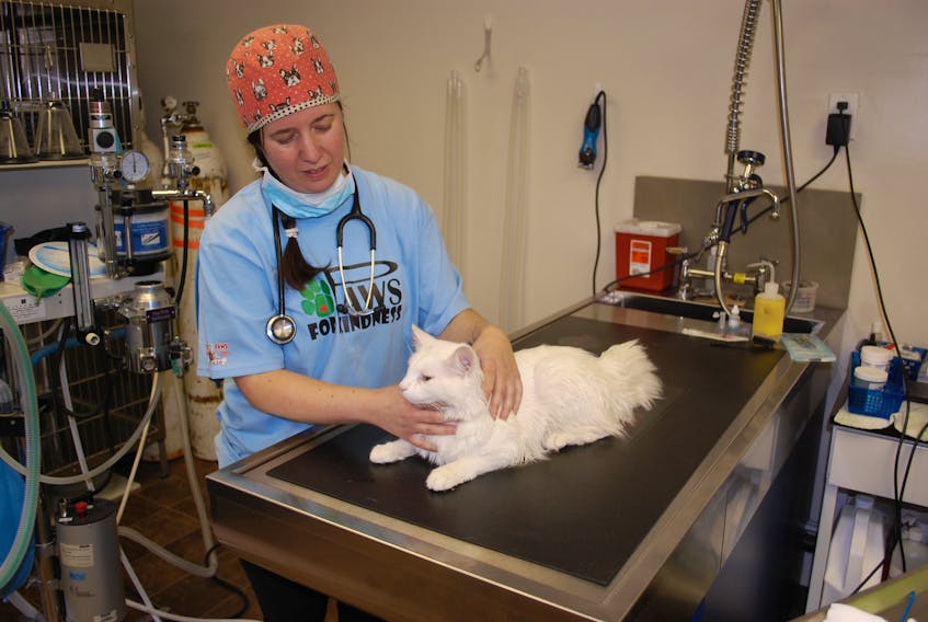 Veterinarian Amanda Stuckey of Mid-Island Animal Health Center prepares to neuter Curtis at her clinic on June 13.