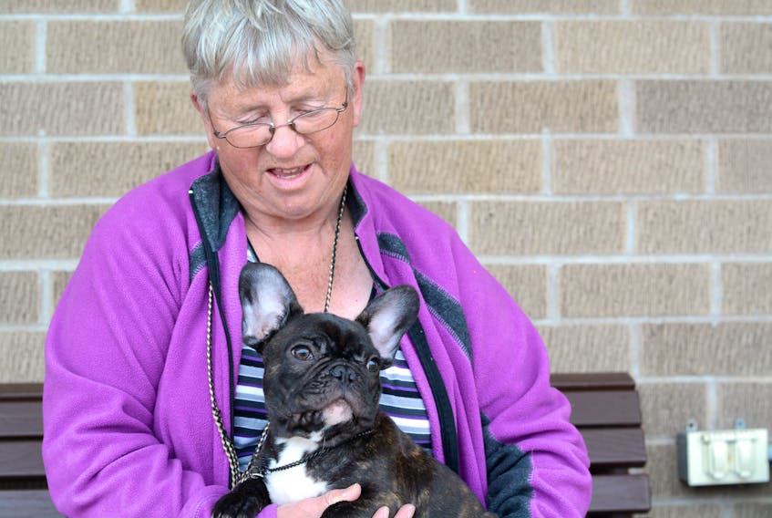 Four-month old Guinness gets some hugs from Judi Richards, president of the Tantramar Kennel Club. The French Bulldog, owned by Sharon Strong, is entered in the three-to-six-month-old class at the Tantramar Kennel Club Dog Show this weekend in Springhill.