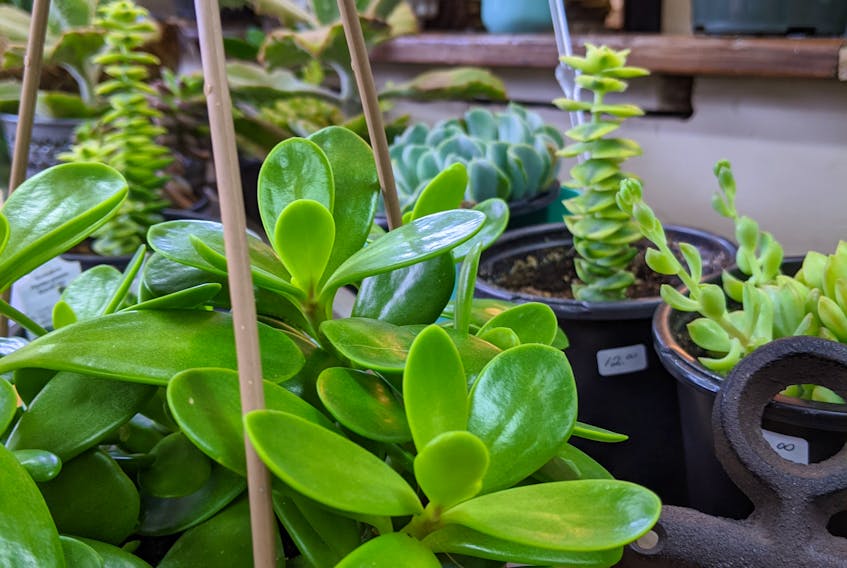 Succulents are a great started plant for those with a not-so-green thumb. They are low maintenance watering wise and come in multiple varieties. - Millicent McKay