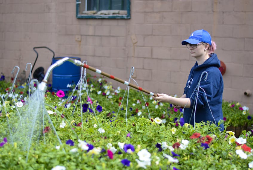 Taylor Hicks watered hanging flower baskets at Amherst Stadium before they were hung up throughout Amherst on Tuesday. Hicks is a town of Amherst summer student employee.