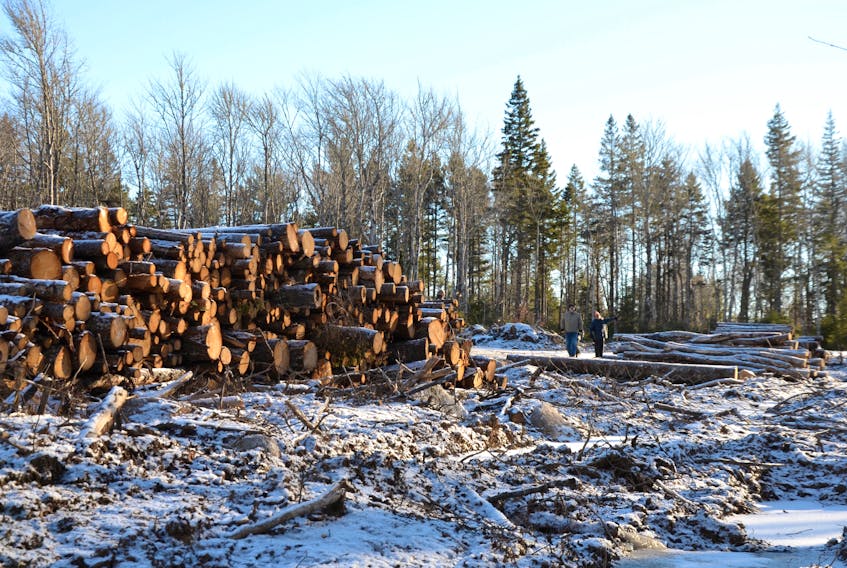 Piles of wood sit between two parcels of crown forest at Corbett Lake just west of the Morse Road in Annapolis County. While the two plots of land were only supposed to be in the public comment stage, a new road was put in and trees already harvested. It turns out the two parcels of land were posted on the Department of Lands and Forestry Harvest Plan Map Viewer site by accident. The department said they were originally posted in 2015.
