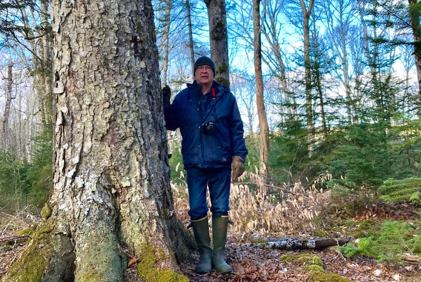 Biologist Bob Bancroft toured Crown forest at Corbett Lake April 28 and described it as intact and unique. He said a fraction of one per cent of forests in Nova Scotia are as complete with species and ground cover as the woods south of Bridgetown on the Neaves Road.