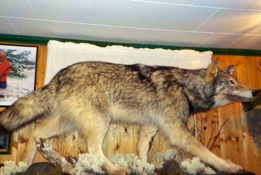 A wolf that was taxidermied by Luke Parsons.