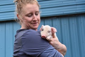 Tiffany Duncan, who tends to the herd at Beck Farms in North Kingston, carefully holds a piglet.