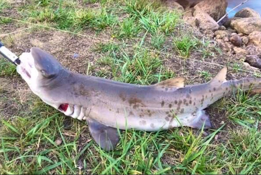 Department of Fisheries and Oceans shark experts have identified this recent catch reeled in near the Annapolis River Causeway by Peter Burns of Middleton as a sand tiger shark.