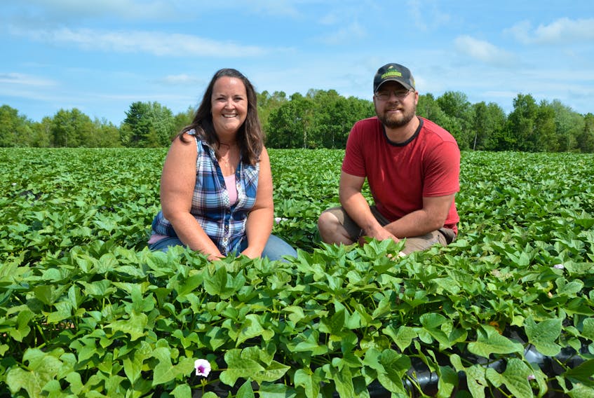 Katie and Philip Keddy in a field of Radiance sweet potatoes, a new variety developed in Canada that should be available in time for Thanksgiving dinner. Their sweet potato operation is part of the focus of the second season of the web series Real Farm Lives.
