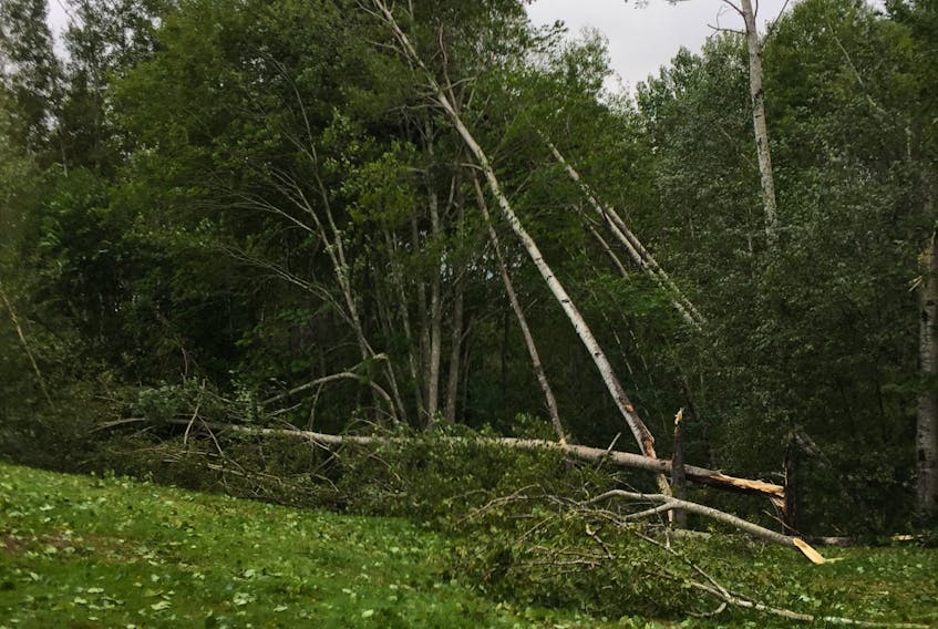 Chris Sullivan is wondering if a mini tornado touched down at his Mines Road property. About 100 trees were damaged following the Sept. 7-8 storm system.