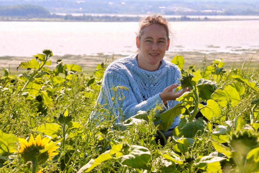 Jen Wilson, of Dakeyne Farm’s iconic sunflower maze, examines some of the sunflowers that were spared when Dorian hit the Maritimes. They have yet to bloom.