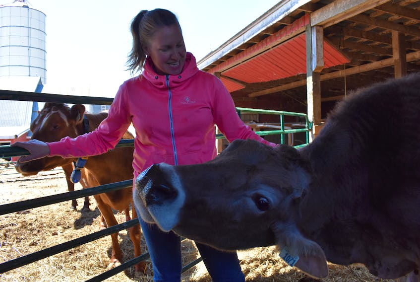 My Girl, a friendly Brown Swiss, enjoys a scratch from Annapolis Valley dairy producer Kate Mee at Prospect Dairy Farms Ltd. in Clarence.