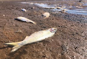 Bodies of dead fish could be seen scattered throughout the muddy banks of the Avon River water system near Windsor and Falmouth on Thursday. LACHLAN RIEHL