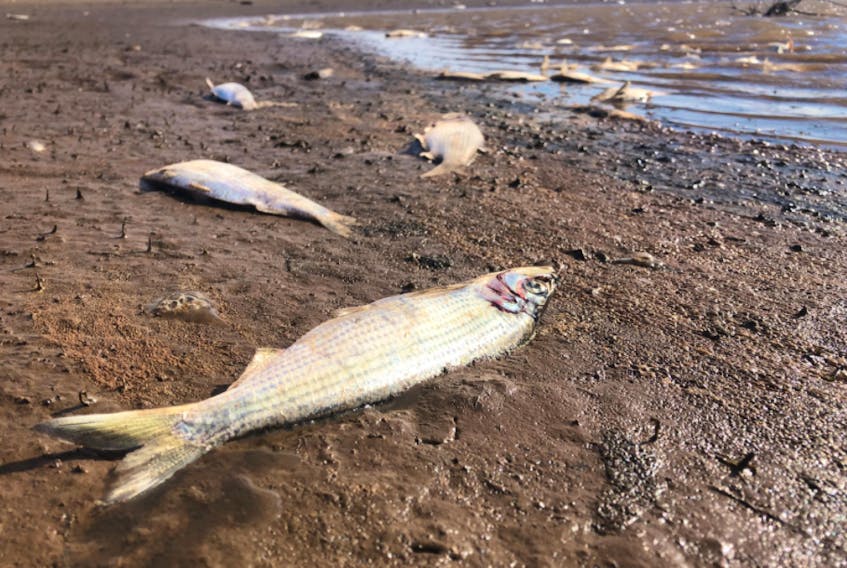 Bodies of dead fish could be seen scattered throughout the muddy banks of the Avon River water system near Windsor and Falmouth on Thursday. LACHLAN RIEHL