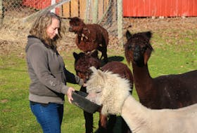 Diane Redden  has four alpacas at her Middle Stewiacke home. A couple of the animals were suffering from rickets when she got them.