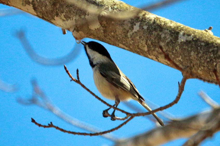 April 10 - snapshot - bird Sap water from the maple trees gives us delicious golden syrup.  This little chickadee is getting a much-needed boost of energy from that same sweet water.  Reginald Huntley patiently waited to capture this perfect spring photo in Kingston NS.