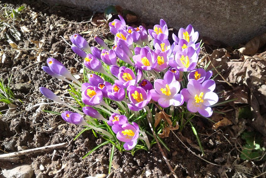 An optimistic April welcome from Hantsport, NS.  

Ruth Ross snapped this pretty photo of crocuses growing in her yard.  "It was sunny at the time and it put a glow to the petals; a little cheery picture to brighten up our day."   I realize that it will be a while before some of you will see flowers blooming, but before you know it, we'll all be out admiring the budding of nature and perhaps it will bring some hope.