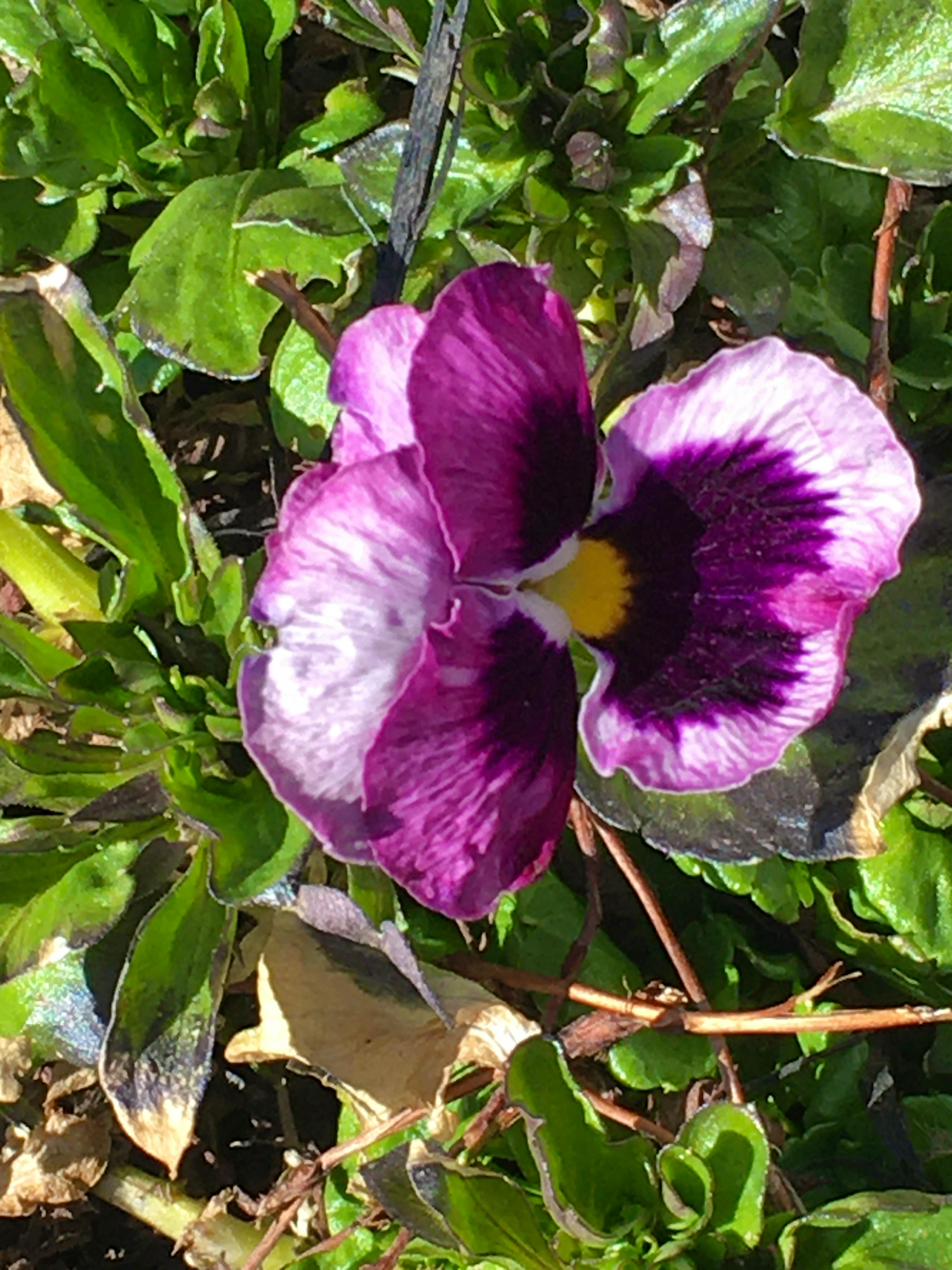 Tuesday's sunshine drew Judy to her garden and while she fiddled around in her beds, she came across this delicate pansy.  Judy Lowe planted the pansy last spring and was so pleased to see that it survived the harsh winter on Prince Edward Island. Nature and people are resilient.  Before long, our gardens will be in full-bloom again; we just sunshine and love.