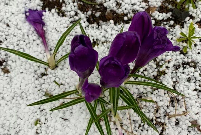 If you don’t like the weather, just wait 5 minutes, it’ll change.  
Enis Eros took this photo at 7 pm last Wednesday at her home near Enfield NS.  The day started with showers, then out came the sun and by day’s end, snow pellet showers blew through. 
The tiny white balls are a nice contrast to the lovely purple crocus.  Spring in Atlantic Canada!