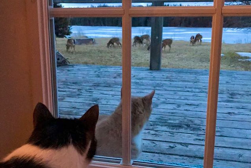 Dawn and Greg Silver's cats seemed quite intrigued by the lovely deer grazing in their Cape Breton yard.