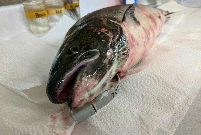 An aquaculture escapee recovered in 2017 from the Magaguadavic River in the Bay of Fundy. Since 1994, the number of escapes entering the Magaguadavic, in the heart of New Brunswick’s salmon aquaculture industry, have dramatically outnumbered wild salmon according to the Atlantic Salmon Federation. Photo via ASF/Tom Moffatt