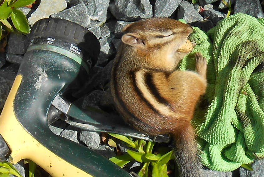 Photography is a wonderful hobby. Now, more than ever, people head out to capture that perfect shot. Well, sometimes, the very best photos are the ones you don’t plan on. The other day, Sheila Montgomery was out in her garden in Moose Harbour, N.S. and came across this adorable baby chipmunk cuddled up against her garden hose. The cuteness factor is definitely off the charts with this one!
