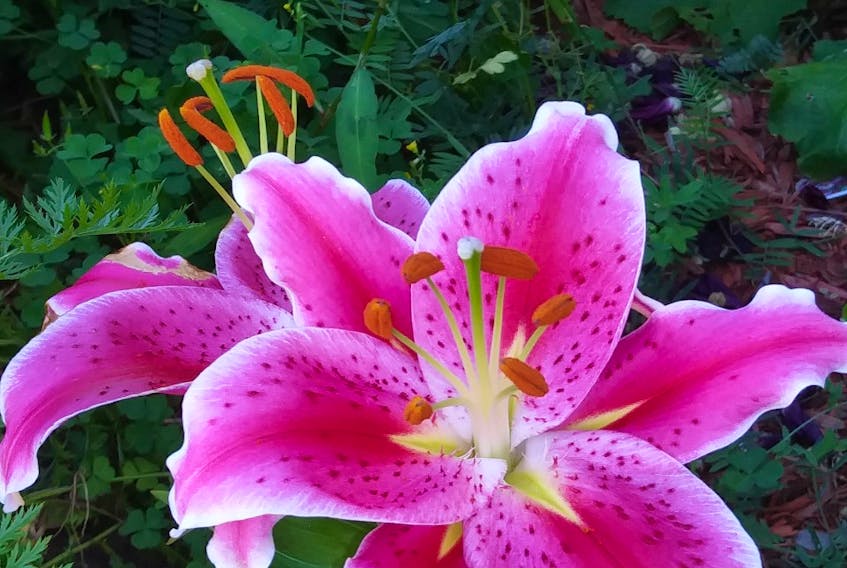 Each season, gardeners face different challenges.  This summer, many of you have been busy watering your cherished plants, but some of you mount a perennial battle against deer.  Ron Pettipas snapped this photo of a lovely lily before the deer got to it.  He says there were only two tiger lilies left standing after the deer visited his property in New Glasgow, N.S.