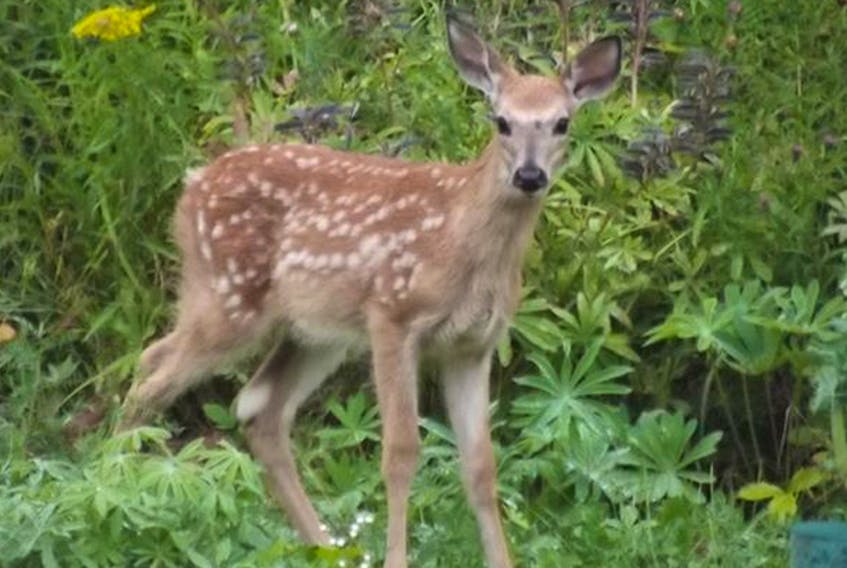 Charmaine “Doolittle” Zwicker had quite the start to her day yesterday.  She spotted this beautiful fawn in her backyard in New Ross, N.S. at about 6:30, but the adventure didn’t end there. When she asked the little one where Mommy was, he walked right over to her. Charmaine is quite certain that momma wasn’t too far away.