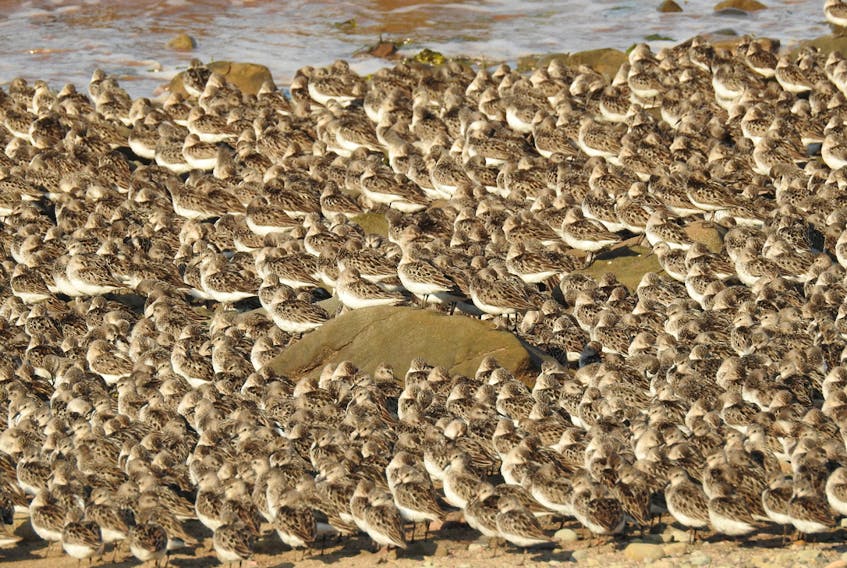 At first glance, it’s hard to figure out what you’re looking at but upon closer inspection, it becomes quite clear: birds, thousands of them!   These are semipalmated sandpipers photographed at Johnson’s Mills in New Brunswick.  Donna Langille was visiting from Amherst and I’d say her timing was perfect.  She caught these tiny shorebirds feasting and getting ready for their journey to South America.