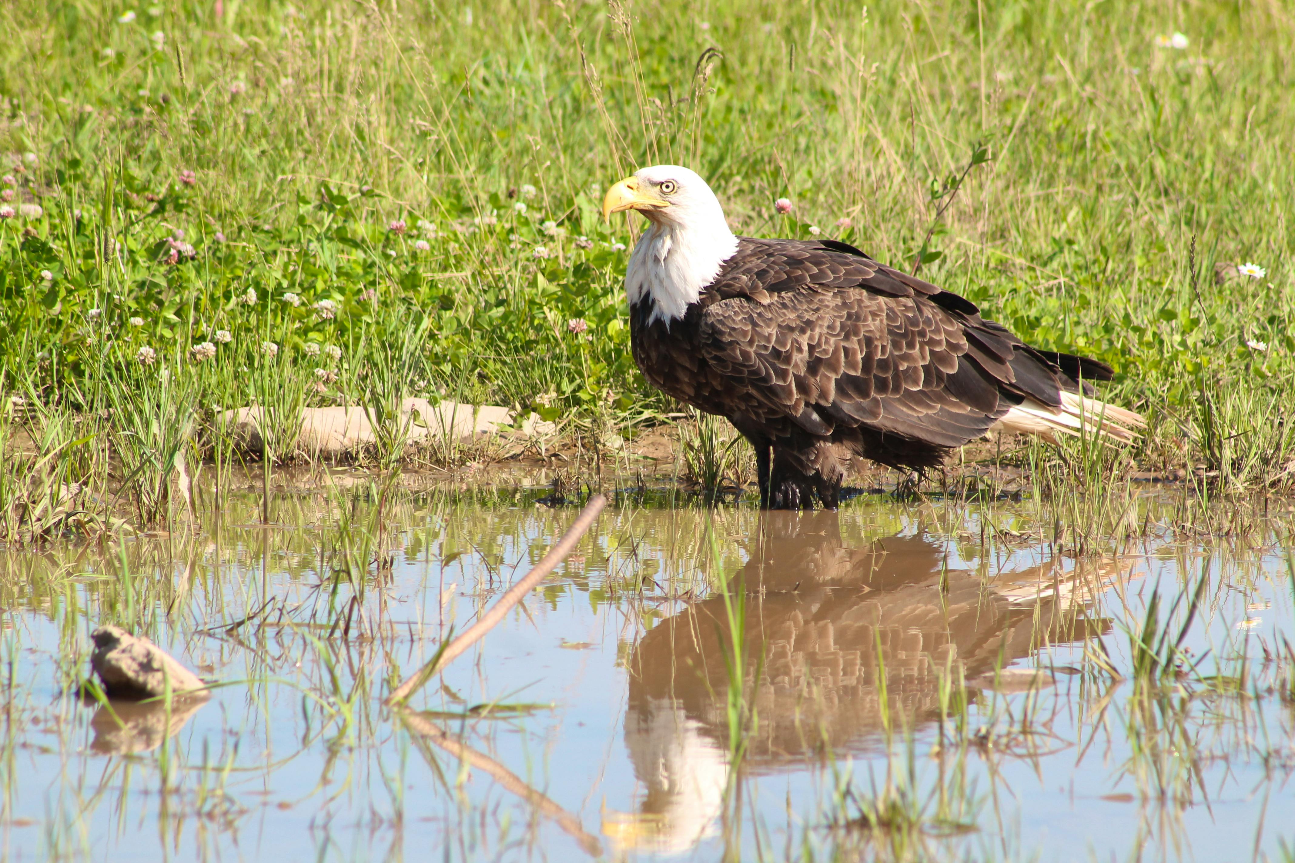 Ruth Boudreau came across this magnificent bird of prey on Cheticamp Island earlier this month.  It had been very warm and Ruth says “even the eagles needed to cool down on this hot Sunday afternoon”.   That photo is stunning.  Thank you for sharing Ruth!