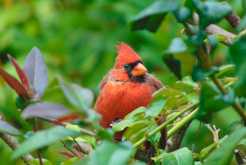 Each year, a pair of cardinals nests and raise a family in the green area behind Doreen Furlong's home in Lower Sackville, N.S.,