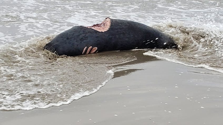 This photo shows a seal that a DFO expert says was bitten by a white shark. Ken Thompson shot it last week at Martinique Beach. - snapd Dartmouth
