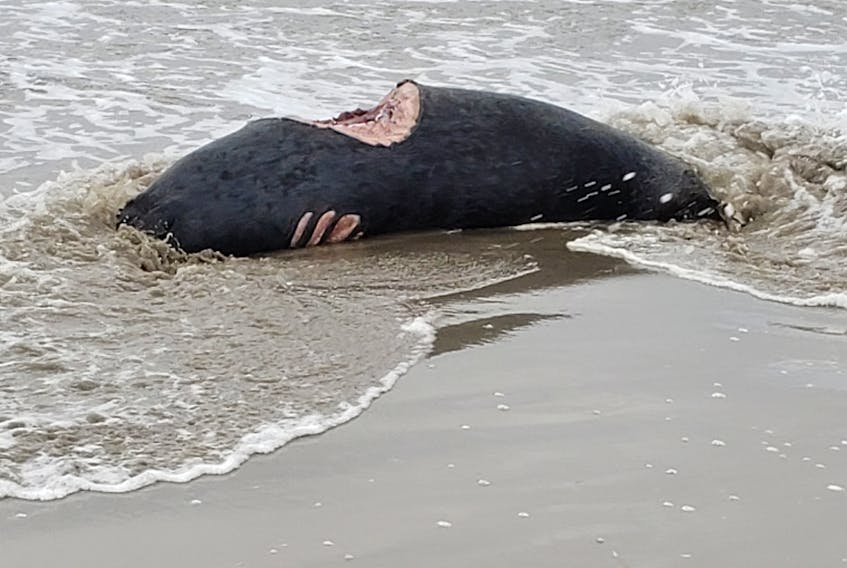 This photo shows a seal that a DFO expert says was bitten by a white shark. Ken Thompson shot it last week at Martinique Beach. - snapd Dartmouth