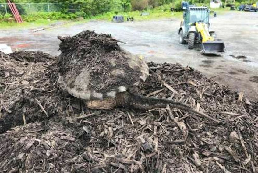 Robin Barrett, co-owner of Barrett Firewood in Lower Sackville, found this snapping turtle laying eggs in a pile of mulch on his business property recently. ROBIN BARRETT