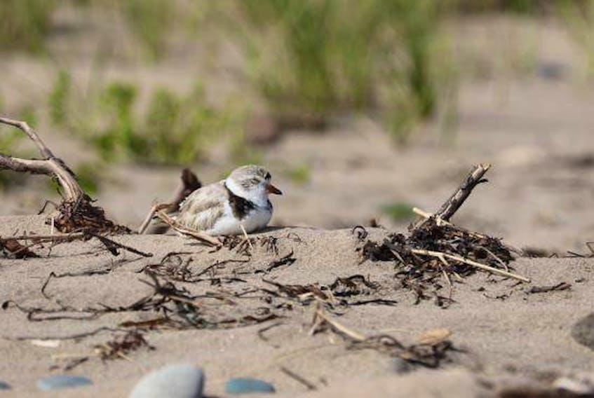 Piping plovers nest on beaches. There are only fewer than 50 breeding pairs in Nova Scotia.