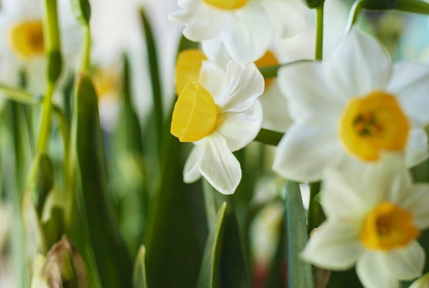According to Carson, every garden needs a daffodil and Ice Follies is one of his favourites. Subtle yellow cups surrounded by white petals look great, but the real reason he loves this flower is its fragrance.