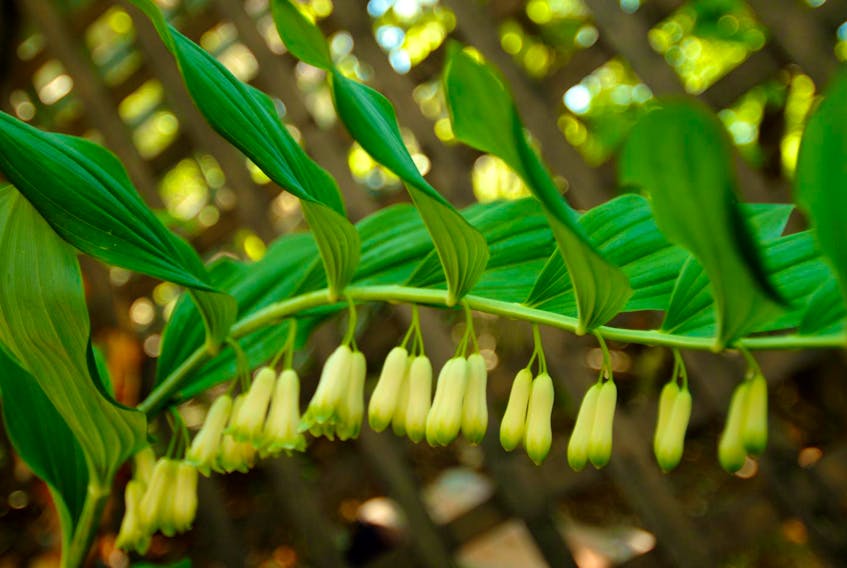 
Solomon’s Seal is a beautiful arching plant that can get up to four feet tall and while not known for their blooms, they will flower in early spring.
