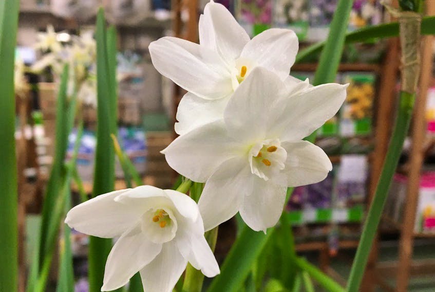  Paperwhites are an easy to grow indoor bulb with beautiful clusters of daffodil-like flowers. Niki Jabbour