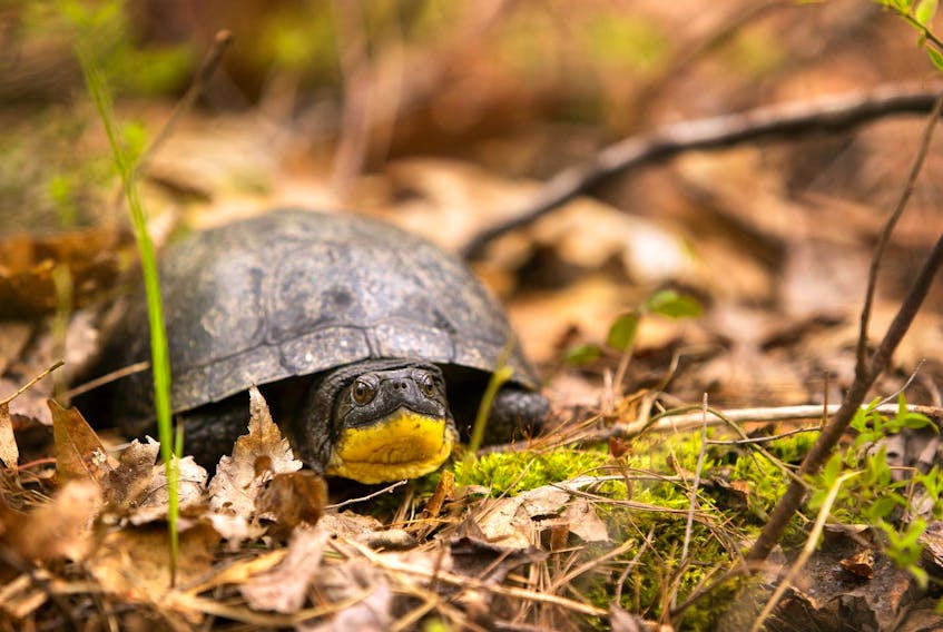 
The Blanding’s turtle is one of four species of turtle found in Nova Scotia and are by far the most endangered. (Jason Headley-Leo)
